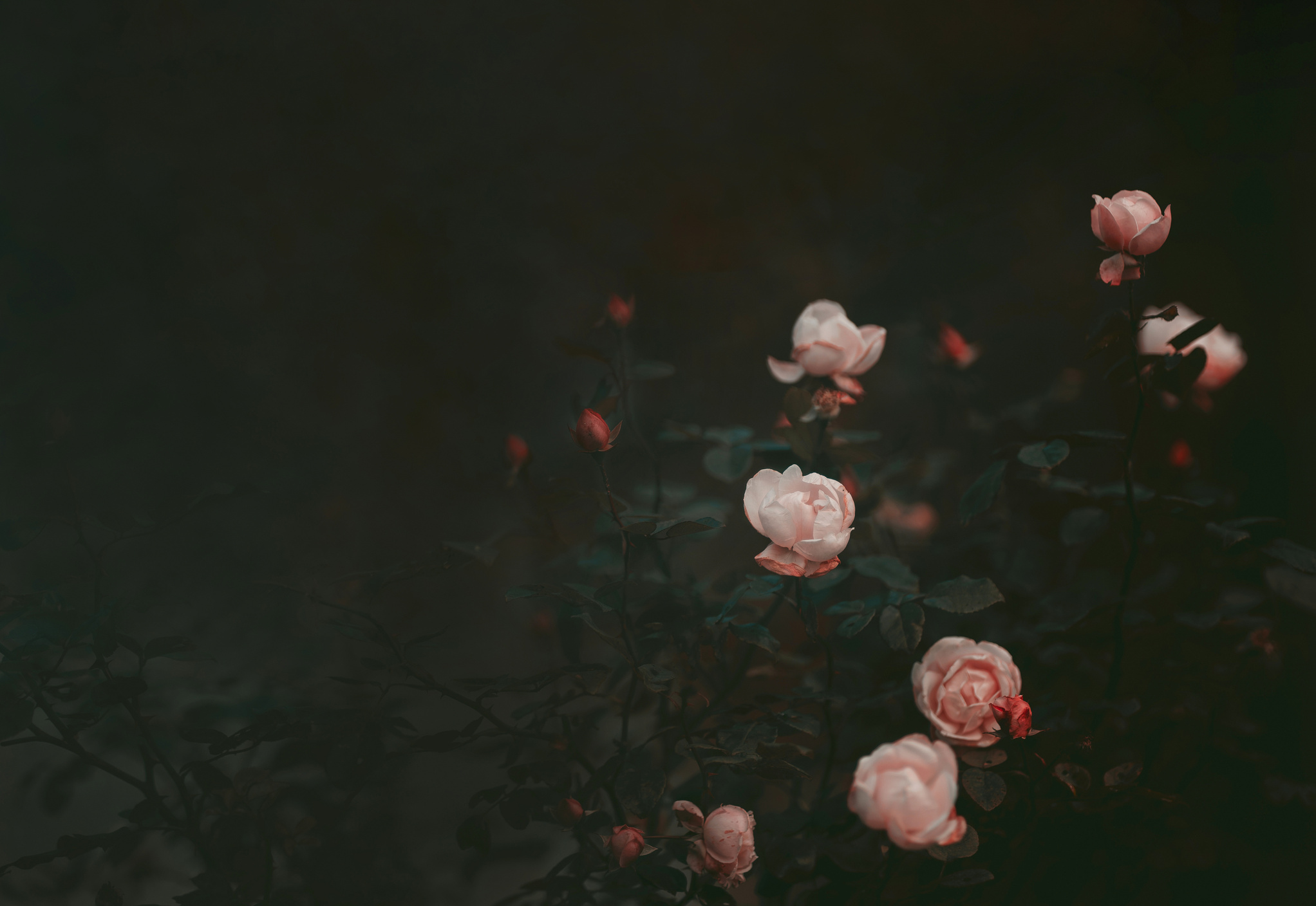 Moody roses, dark aesthetic background